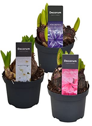 Set de 3 Flores de Jardín en Bulbo Hyacinthus Orientalis Bulbos de Jacinto
