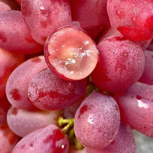 semillas de plantas de uva para balcón - frutas de árboles frutales plantas de uva vides comprar resistentes semillas de árboles frutales enanos Árboles frutales columnares, plantas 350pcs