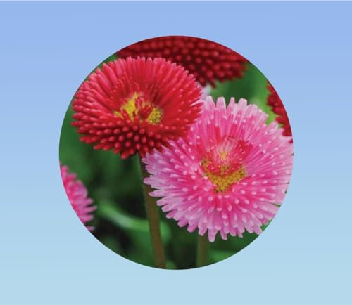 1000 graines de fleurs bellis perrennis - pâquerette - pomponette - Planète graines -