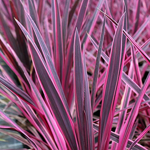 Cordyline Australis 'Pink Passion' Cabbage Palm Evergreen Shrub - Ideal for Borders, Pots, Containers and More - Outdoor Vibrant Plant in Pot (9cm Pot, 20-30cm)