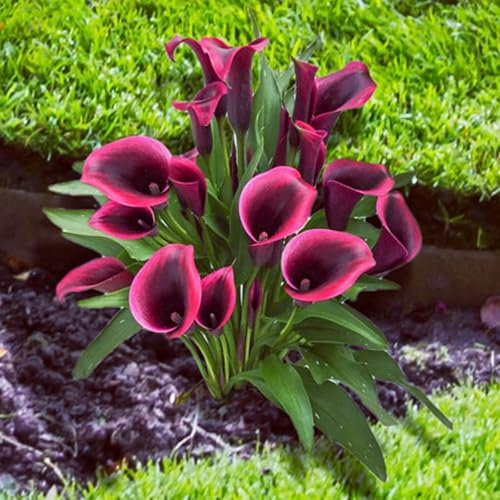 Calla Lily Bulbs for Planting Now UK Ornamental Perennial Excellent Display Plant Bulbs Greening Flower Good for Containers/Natural Organic Easy Plant Perennial-2bulbs-O