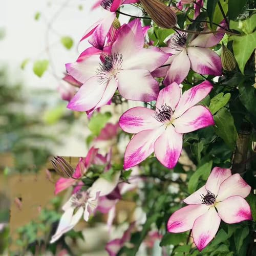 3 piezas bulbos perennes resistentes de clemátide - jardín rocalla plantas resistentes regalos decoraciones florales las plantas trepadoras son resistentes Decoración de balcones