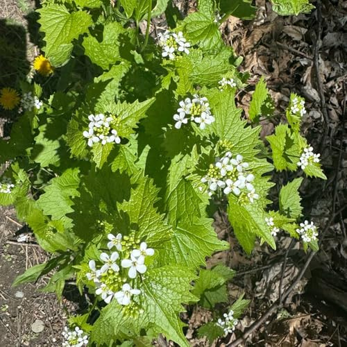 mostaza de ajo jardín resistente interior variedades antiguas 100semillas