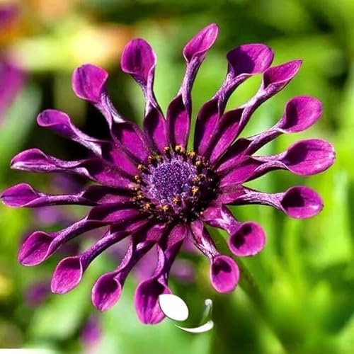 African Daisy `Ballade` Mix - 10 Seeds + freebie + Plant tag (Osteospermum ecklonis)