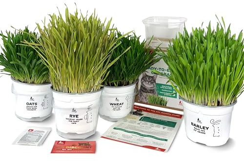 4 Fresh Live Cat Grass | A Taste of the Outdoors for Indoor Cats | Ready to Eat | Grown in the UK | Aids Digestion & Hairballs | By Cat Mommy