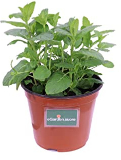 Pianta di Menta Comune Piperita Pianta di Menta pianta da esterno pianta aromatica pianta profumata pianta vera di Menta Comune Piperita venduta da eGarden.store