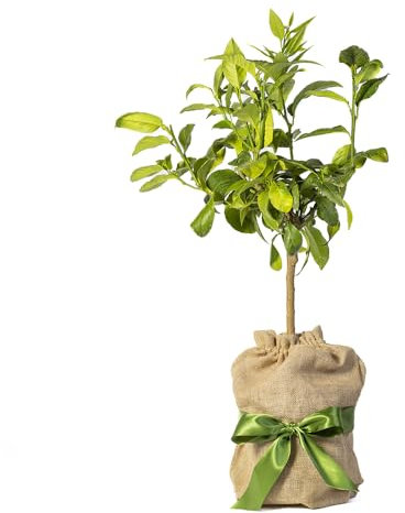 YouGarden Citrus Grapefruit Fruit Tree, Established Tree in 4 Litre Pot, Gift Wrapped in Brown Hessian Bag with Green Fabric Bow, Ready to Plant or Gift