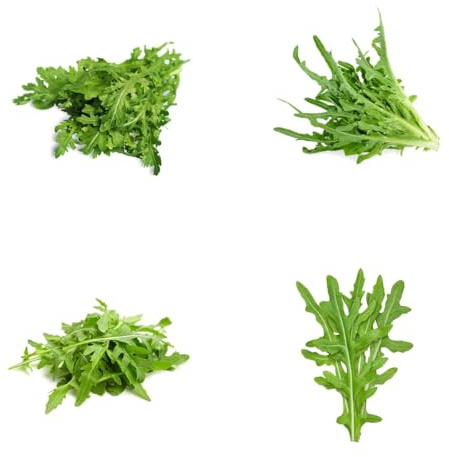 semi di rucola perenne resistente verdi da appartamento di rucola aiuole rialzate per giardino da appartamento esotiche 160pcs