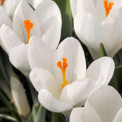 Plant in a Box - Crocus White - Bulbes de fleurs x30 - Crocus des Pays-Bas- blanc - Floraison précoce