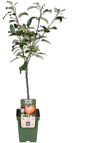 Manzano Árbol Natural: Crea un Oasis de Manzanas en tu Jardín