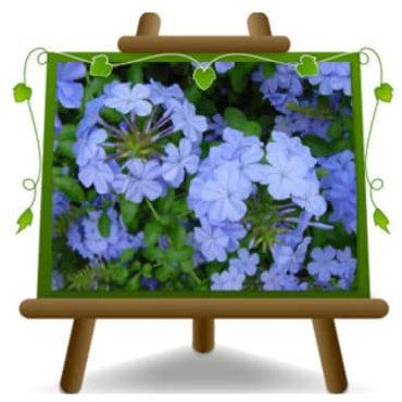 EURO PLANTS VIVAI Plumbago Auriculata Celeste Piramide Pianta Rampicante Altezza 105 cm su Vaso 22 (Piramide 3 Canne)