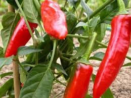 GRAINES DE PIMENT-PIMENT DE BRESSE