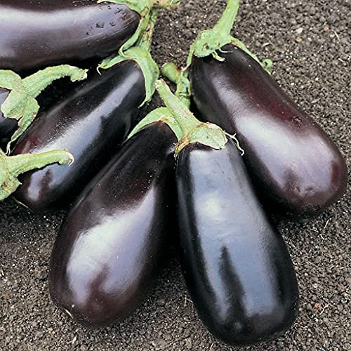 Plants of Plants Nepenthes Ramispina Black Knight: Only Seeds