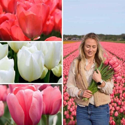 Bulbi di tulipano Tulip Sensation Mix - 50 bulbi di fiori - calibro 12+ - mix bianco, rosa, rosso, fiori grandi, fioritura primaverile, resistenti all'inverno - direttamente dal coltivatore -