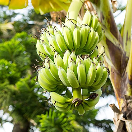 semi di banana - resistenti in vaso da giardino vecchie varietà di da interno balcone rialzato aiuole rialzate biologiche per il giardino 15pcs