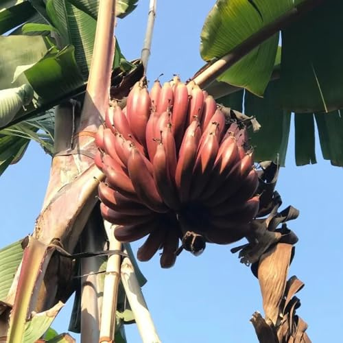 semillas de plátano - plátano trepadoras banano balcón, resistentes en balcón con parterre 50pcs