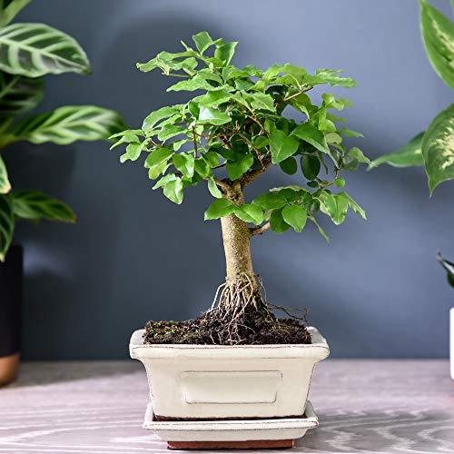 Bonsai Ligustrum in Ceramic with Saucer House Plant Half-Hardy Tree Houseplant Plants Easy to Grow Your Own 1x 12cm Potted Plant by Thompson and Morgan
