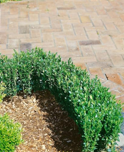 Ilex crenata 'Zwischenahn' 125-150 cm - Japanische Stechpalme, immergrün, ideal für Hecken und Formschnitt, winterhart und pflegeleicht