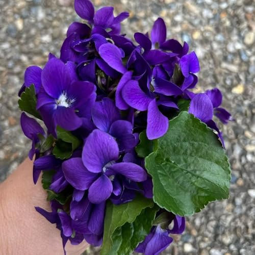 duftveilchen samen winterhart bodendecker gartenkräuter duftveilchen kaufen blumen balkon kräutergarten winterharte pflanzen für garten wildblumen balkonblume exotische pflanzen 150pcs