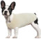 Hjumarayan Hundepullover Kleine Hunde - Hundeshirt Dünn Hunde Pullover Sonnenschutz Tshirt Elastisch Hundepulli Gestreifte Shirt Pullis für Chihuahua Yorkshire Terrier (Beige XS)