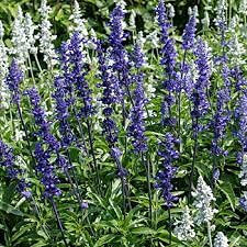 10 blaue Salbeisamen: Samen