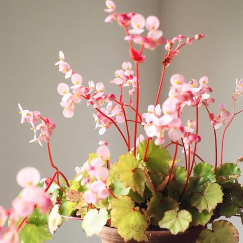 semillas de begonia lugares soleados Begonia trucha resistentes semillas de decorativas oficina decoración sala estar resistentes jardines 300pcs