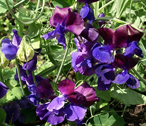 Violet Graines de pois de senteur - Gesse odorante