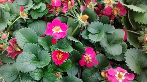 Pack 6 Plantas Naturales de Fresa - Maceta de 13 cm