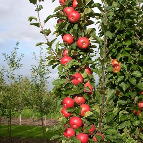 GURNEY'S - Blushing Delight Fruit Snacks Columnar Apple Tree, Dormant Bareroot Starter Fruit Tree (1-Pack) - Due to State restrictions Can't Ship to Montana