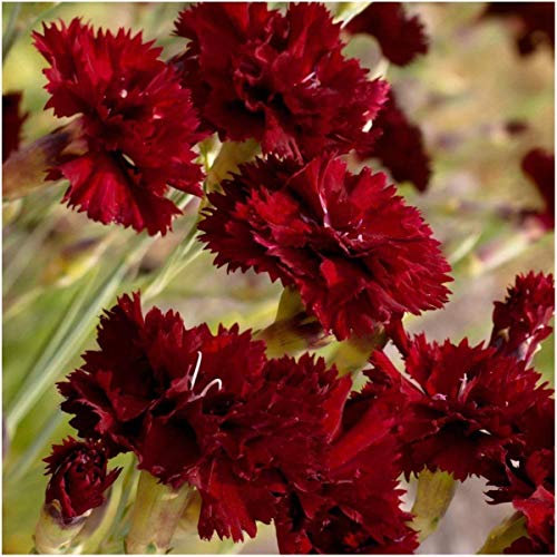 Packung mit 500 Samen, King of Blacks Nelkensamen (Dianthus caryophyllus)