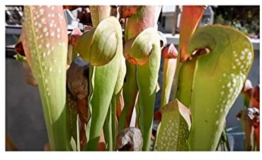 Stk - 10x Sarracenia minor var okefenokeensis giant Kannenpflanzen - Samen B212 - Seeds & Plants Shop by Ipsa