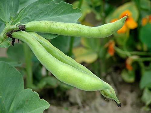 JustSeed - Vegetable Broad Bean - Crimson Flowered - 75 Seed