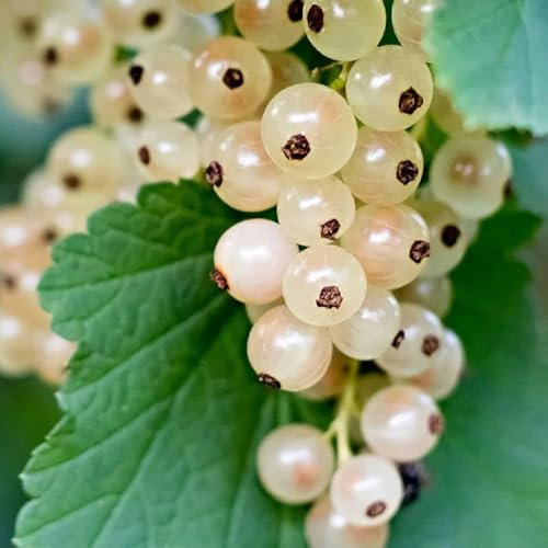 johannisbeeren samen, johannisbeerstrauch obstbaum seltene pflanzen stachelbeeren pflanzen zwergobstbäume indoor garten frisches obst topfpflanzen draußen winterhart obstbäume deko 350pcs
