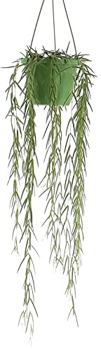 KENTIS - Hoya Linearis - Fiore di Cera - Piante Vere da Interni - Pianta Tropicale Ricadente da Appartamento - Vaso Ø 14 cm