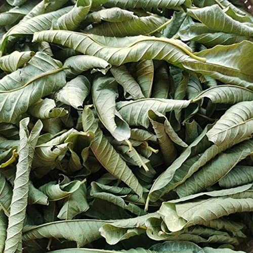 HELLOYOUNG Té De Hojas De Guayaba Elaborado Artesanalmente Sin Aditivos Té Verde De Hierbas Una Refrescante Bebida De Té De Hierbas De Hojas Sueltas (250g)