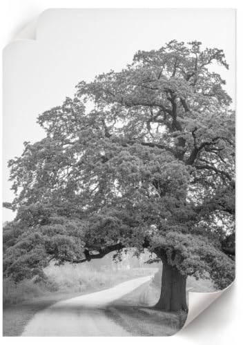 Lienzo Decorativo 42x59,4 cm | Tamaño A2 | Árbol monumental
