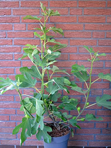 winterharte eßbare Feige, Ficus carica Brown Turkey 60-80 cm hoch im 5 Liter Pflanzcontainer