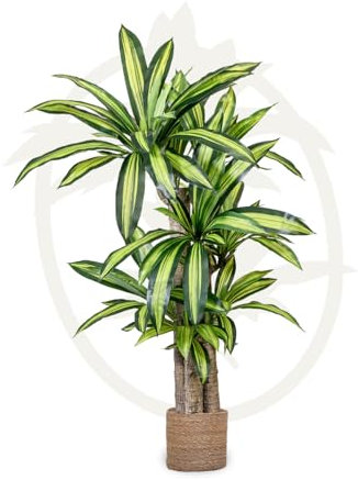 Maia Shop | Künstliche Dracaena | Künstliche Zimmerpflanzen | Künstliche Pflanze | Maße: 150 x 80 cm | Kunstpflanze | Künstlicher Baum | Wohnungsdekoration