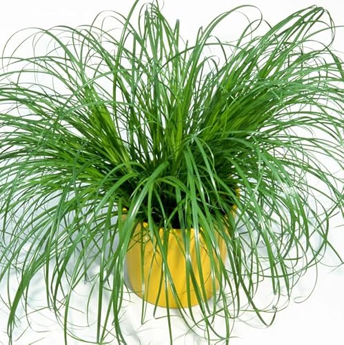 Hierba Gatera Natural Planta Viva para Gatos y Decoración de Interior