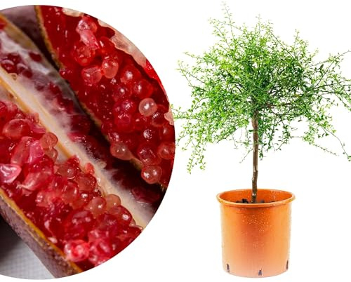 Meine Orangerie Fingerlimette – Microcitrus australasica – Kaviarlimette – Finger Lime – echte Zitruspflanze – Exotische Rarität mit frischen Zitrusperlen (Little Ruby, Topf Ø 22cm)