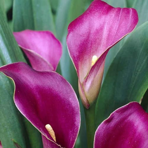 Calla Lily Plants Live Calla Blumenzwiebeln Winterfest Winterhart MehrjäHrig Calla Pflanze Echt Calla Knollen Wedding Party Flower Arrangement Calla Zwiebeln Decorate-8zwiebeln