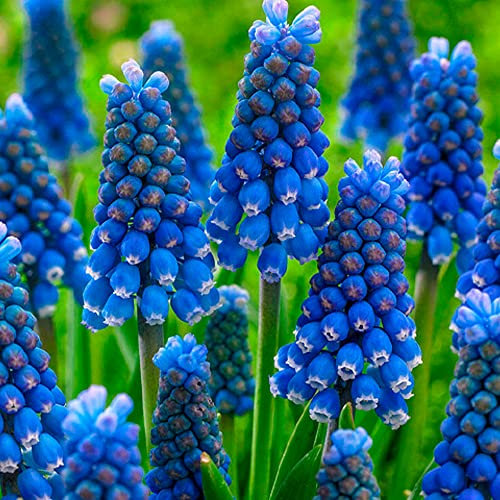 20 x Muscari Blue Grape Hyacinths – Miniature Mid-Spring Blooming Perennial Bulbs – Subtle Bell-Shaped Flowers – Resembles Bunches of Grapes – for Your Beautiful Garden
