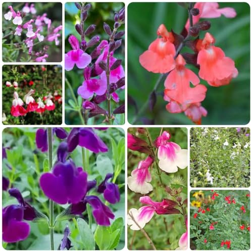 salbeisamen pflanzensamen wildblumen kräuterpflanzen salbei seltene deko kräutersamen blumensamen gastgeschenk hochbeet winterharte kübelpflanzen teingartenpflanzen winterhart 350samen