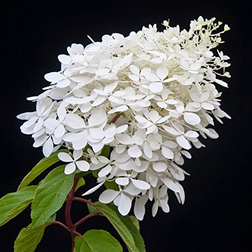 Hydrangea paniculata Plant 'Phantom' Deciduous Hardy Shrub White-Pink Blooms Easy to Grow Flowers for Late Season Colour 10-Litre Potted Plant by Thompson and Morgan