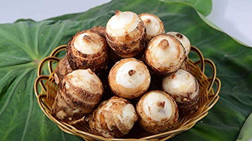 Colocasia esculenta Bulbi Deliziosi Verdure Sane Ortaggi Piante Organiche - 7 Bulbi