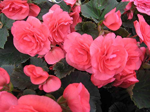 Nouvelle plante de balcon Graines de fleurs de bégonia colorées Rose rare Rieger Fleur de bégonia Bégonia Plantes de bonsaï d'intérieur pour jardin Lot de 100 graines