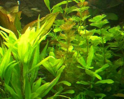 Mühlan Topartikel- 30 Wasserpflanzen, 2 Echinodorus, Dünger, Futter