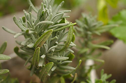 Garden Rosmarinus Officinalis Rosemary Herb Organic-20 Inch by 30 Inch Laminated Poster with Bright Colors and Vivid Imagery-Fits Perfectly in Many Attractive Frames