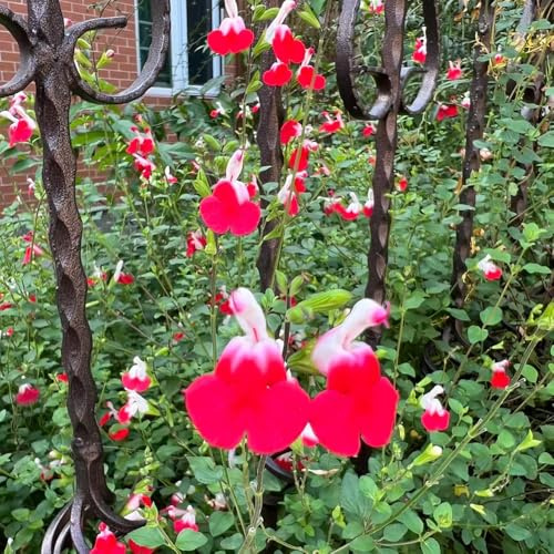 semillas de salvia - de balcón interior salvia semillas silvestres silvestres cereza primavera 30pcs