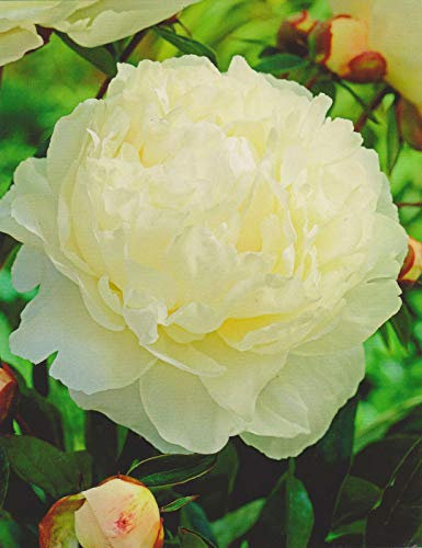 Pfingstrose Duchesse de Nemours Paeonia Lactiflora1 Wurzelstück mit Augen Rarität